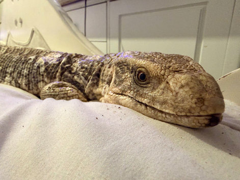 Savannah monitor (female)
