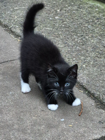 3 kittens
