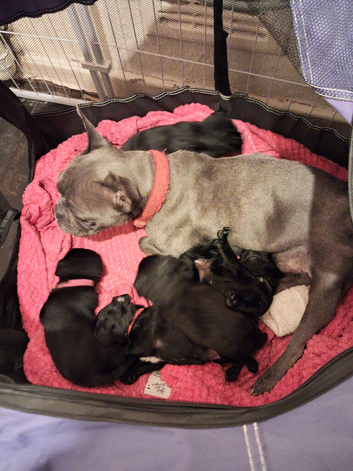 Froodle puppy's for sale