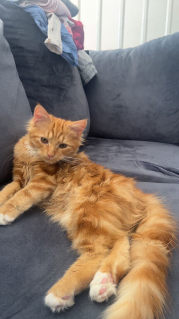 Selling Cat