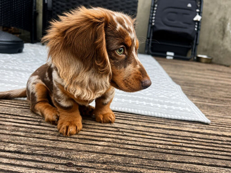 Stunning KC Registered miniature dachshund puppy