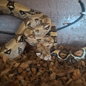 2 year old Female boa with viv