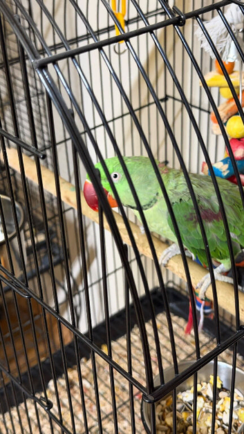 Baby alexandrine