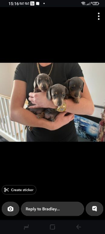 Stunning litter miniature dachshunds