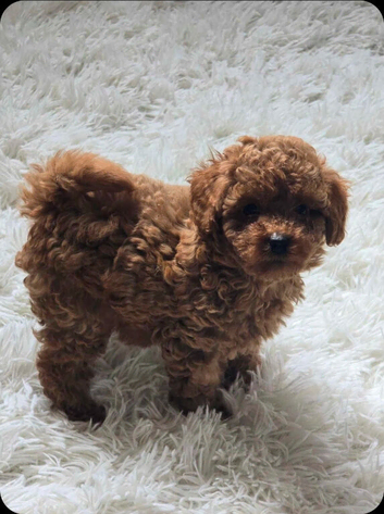 Tiny Asian toy poodle puppies
