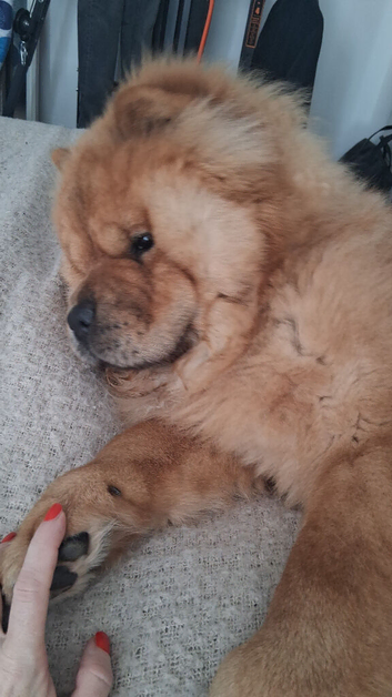 Male Chow Chow KC registered. Please read all of advert. 1.5 years old