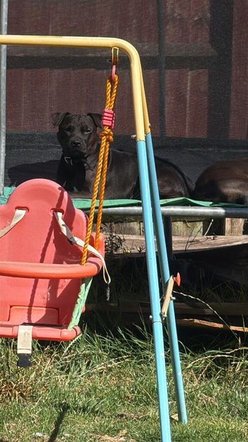 Staffing mixed rack russel need rehomeing