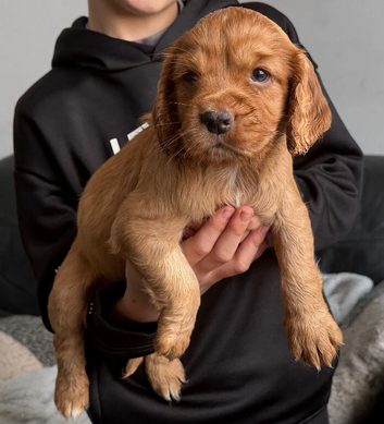 Working cocker spaniel