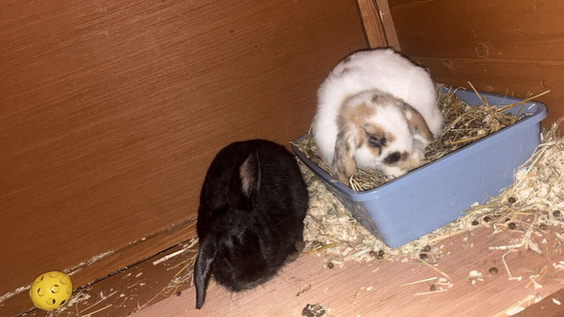 2 bunnies for sale