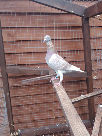 Racing Hen
