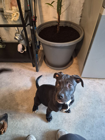 Rottweiler cross pocket bully puppy female