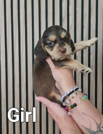 Stunning cocker spaniel puppys