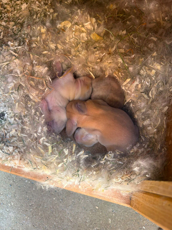 3 babies