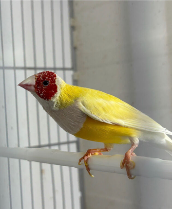 Young male Gouldian Finch for sale