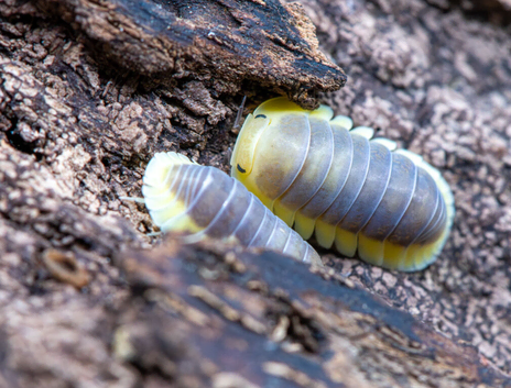 Cubaris Lemon Blue Isopods