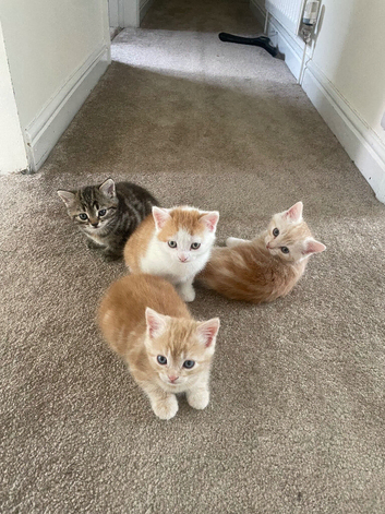 4 Beautiful Kittens Looking for Loving Homes