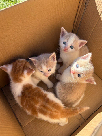 Ginger & white and cream & white mixed litter kittens