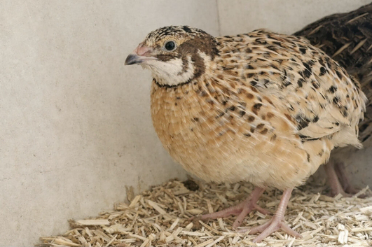 Japanese quails