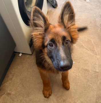 6 month old female German shepherd for sale/rehome