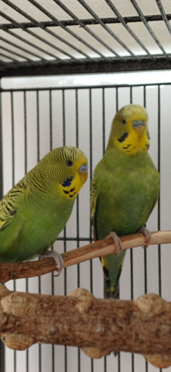 Bonded young cocks