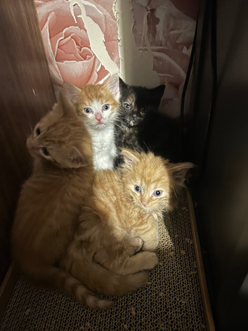 Kittens