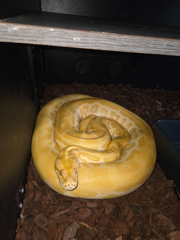 Pearl burmese python
