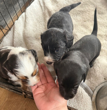 Dachshund x collie