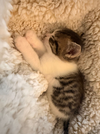 Calico x Ragdoll kittens