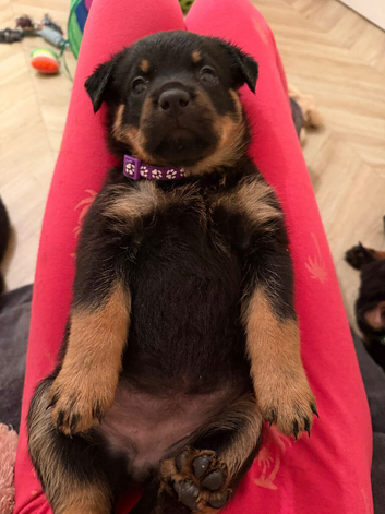Rottweiler pups