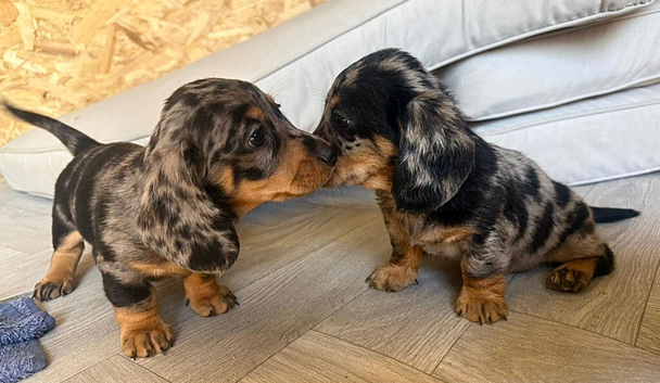 Stunning dachshund puppies