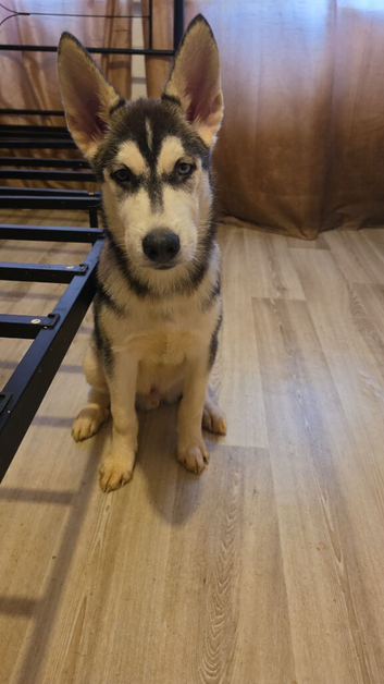 Siberan husky