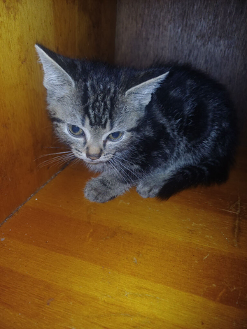 3 Kittens Looking for New Homes - 9 Weeks Old
