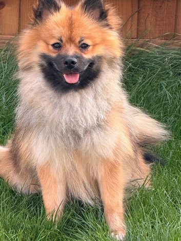 Pomeranian Puppy for sale