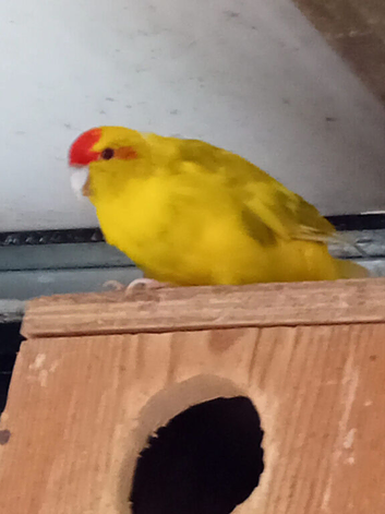 Stunning kakariki's