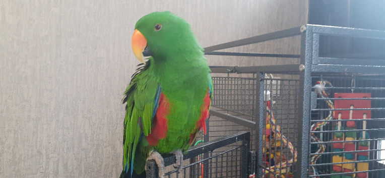 Young  ecletus parrot talking