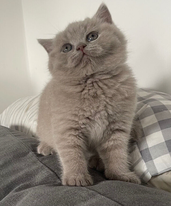 GORGEOUS LILAC GCCF REGISTERED BOY