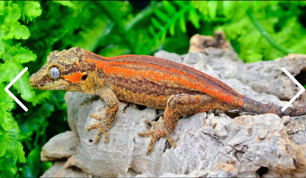 Nice Bright Red Stripe Male gargoyle gecko