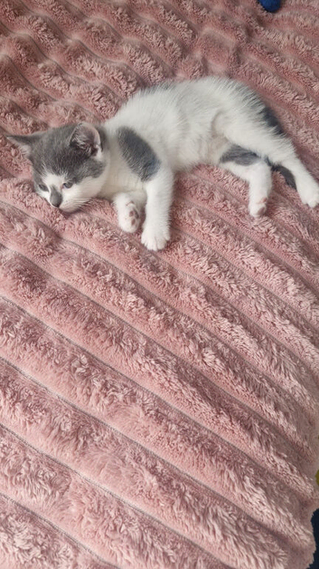 Beautiful half BSH kitten