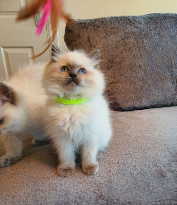 Beautiful GCCF Blue Point Ragdoll Kitten.