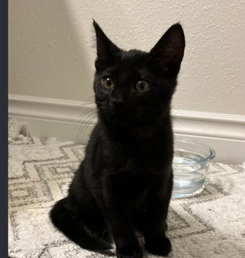 Male kitten 14 weeks