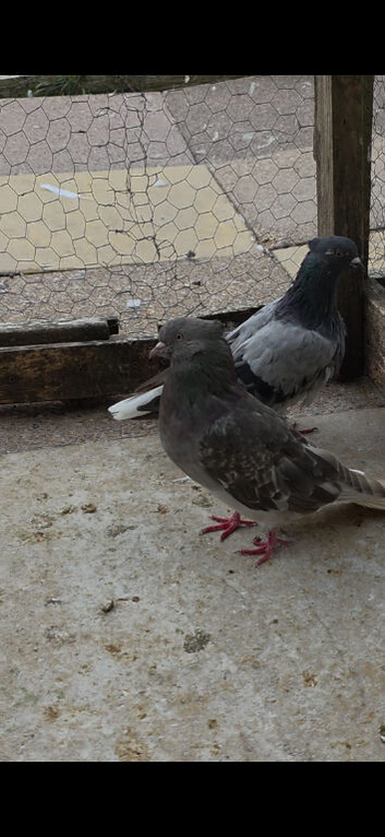 Iranian pigeons