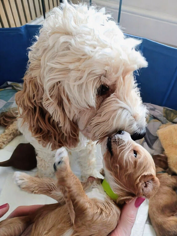 Adorable full DNA tested Cockerpoo puppies