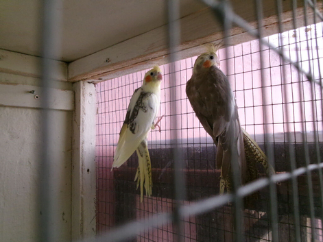 PAIR OF BUDGIE -BLACK CHEEK ZEBRA FINCH - ISABELA FINCH