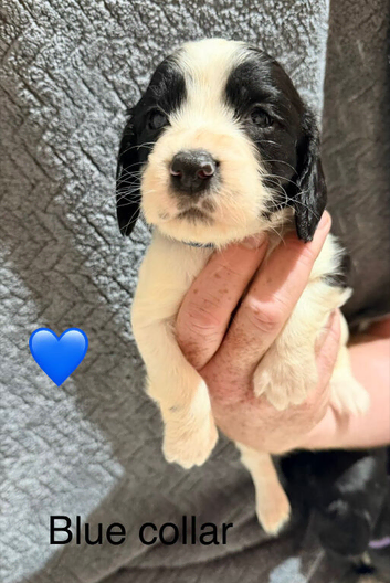 10 beautiful Sprocker spaniel puppies