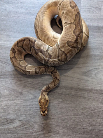 Enchi clown