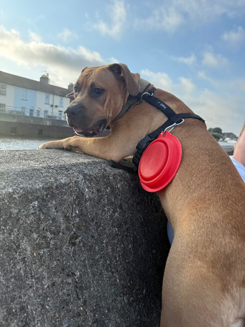 Beautiful 8 month old Cane Corso looking for his forever home