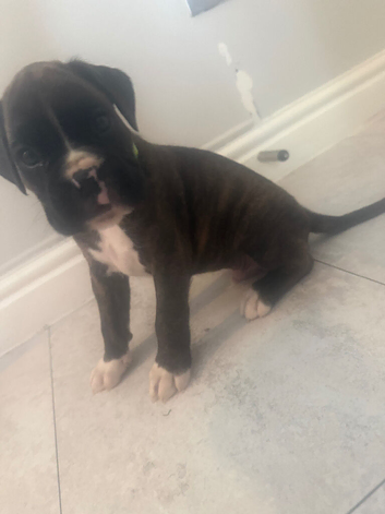 3 KC BOXER PUPS LEFT