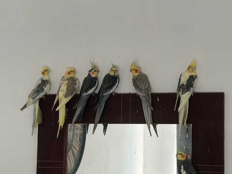 Baby Cocatiels and budgies birds