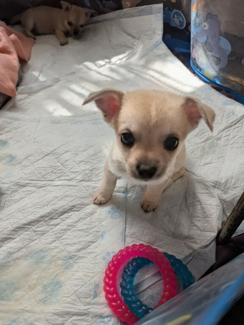 Chihuahua puppies for sale