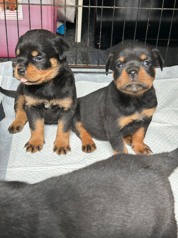 Kc Registered Rottwiler puppies